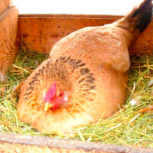 Почему куры перестали нести яйца: причины и их решение