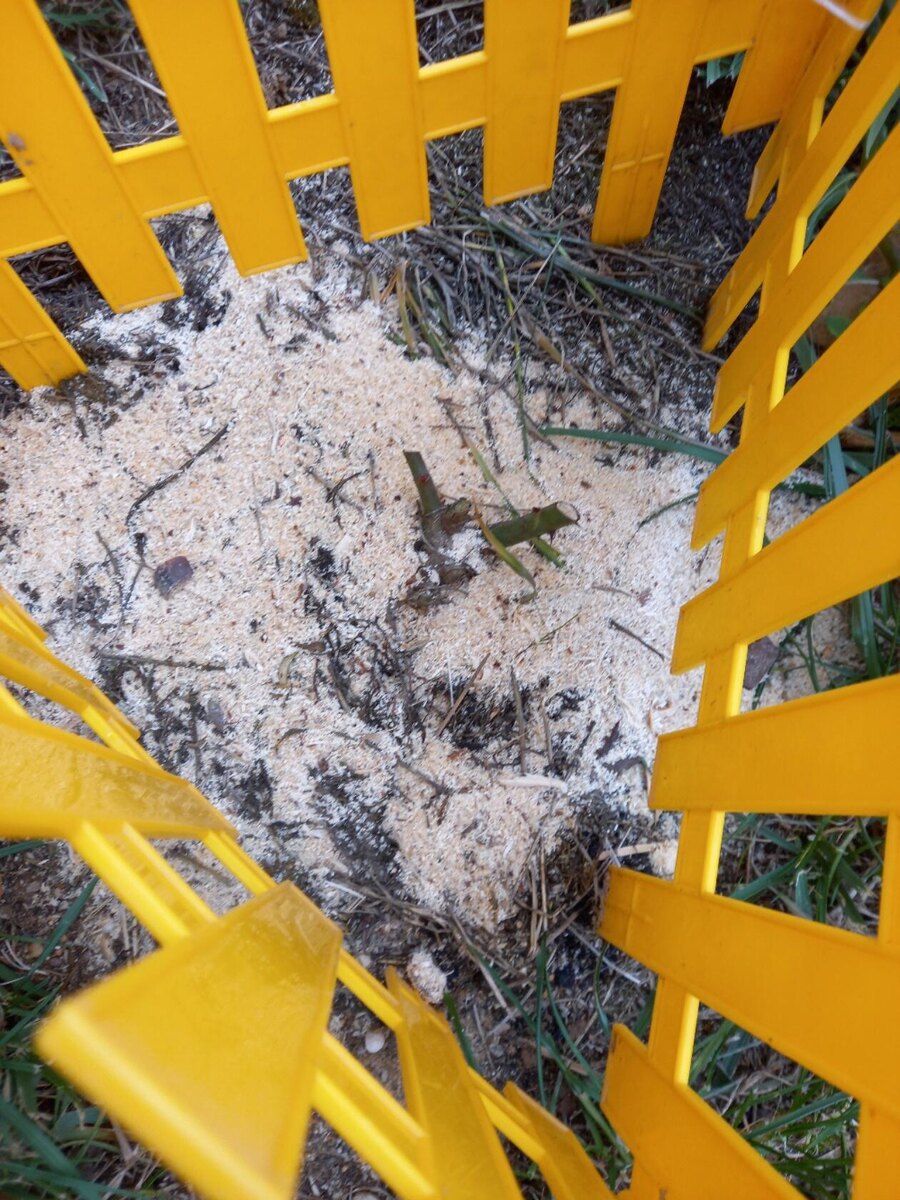 Как-то так...осталось замульчировать.