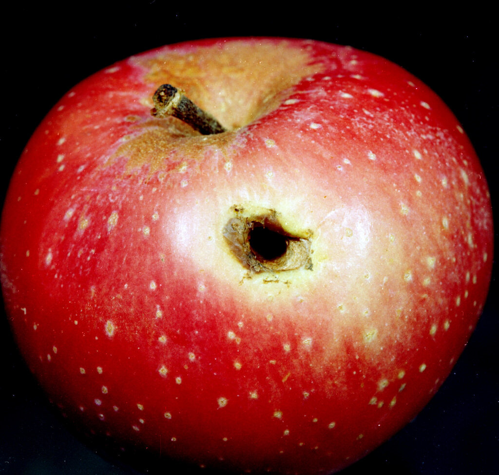 Картинка из интернета 