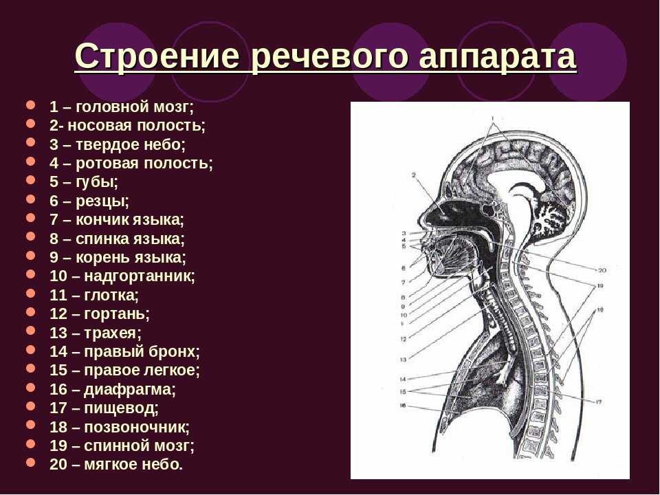 Строение речи. Физиологические механизмы речи анатомия. Общая схема строения речевого аппарата. Центральный отдел речевого аппарата схема. Анатомо-физиологическое строение речевого аппарата.