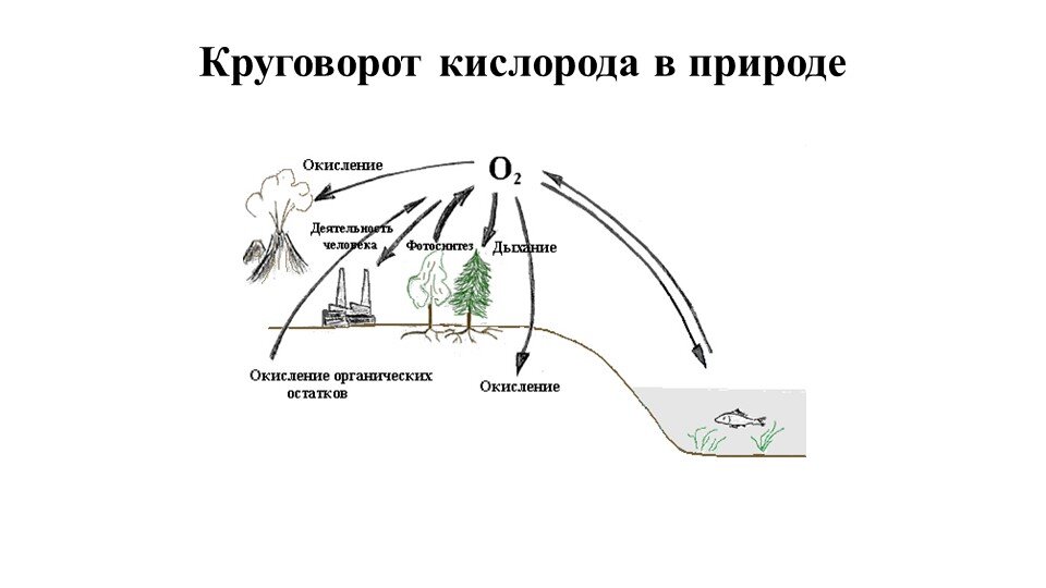 Дыхание в круговороте кислорода. Круговорот кислорода в природе рисунок. Круговорот веществ кислорода схема. Биологический цикл кислорода схема. Схема круговорота кислорода в биосфере схема.