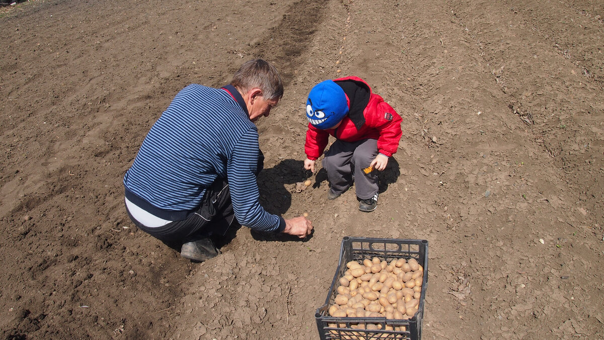 Фото автора Дедушка с внуком сажают картофель.