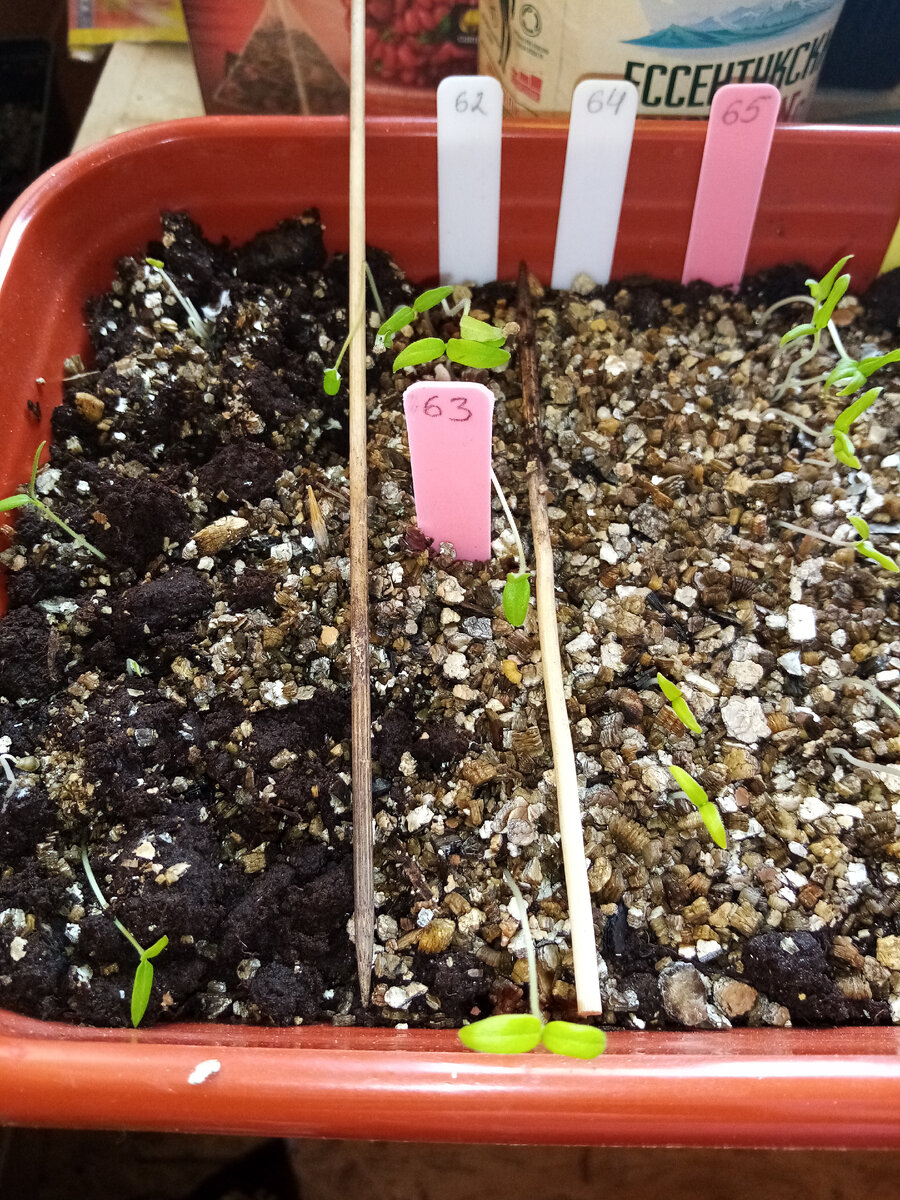 Начала пикировать 