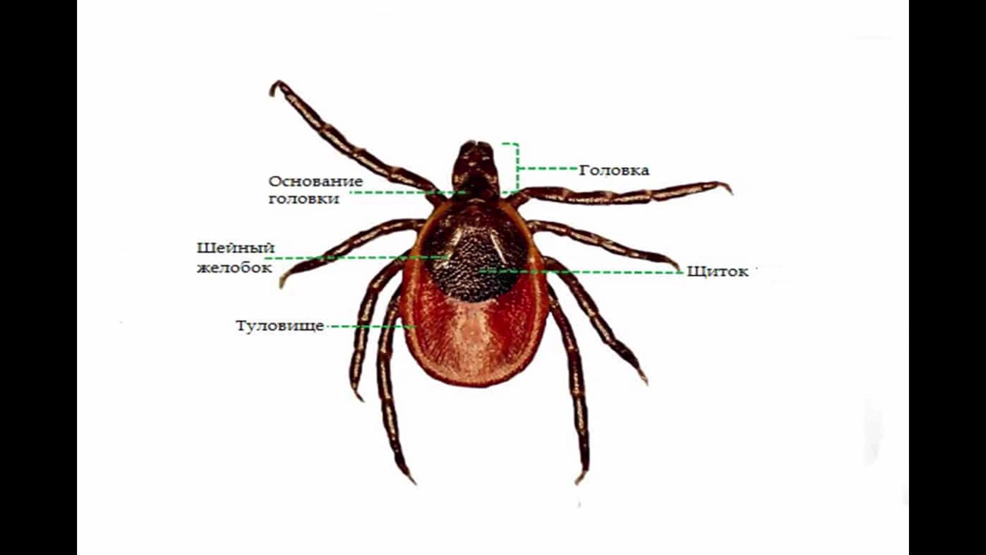 Таежный клещ строение