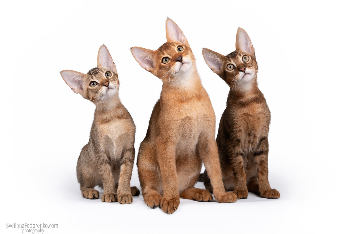 На фото: двухмесячные котята Чаузи Ф2 Бьорн, Бритни, Басилевс.
