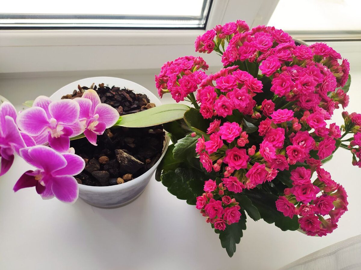 Слева - орхидея, справа - каланхоэ 