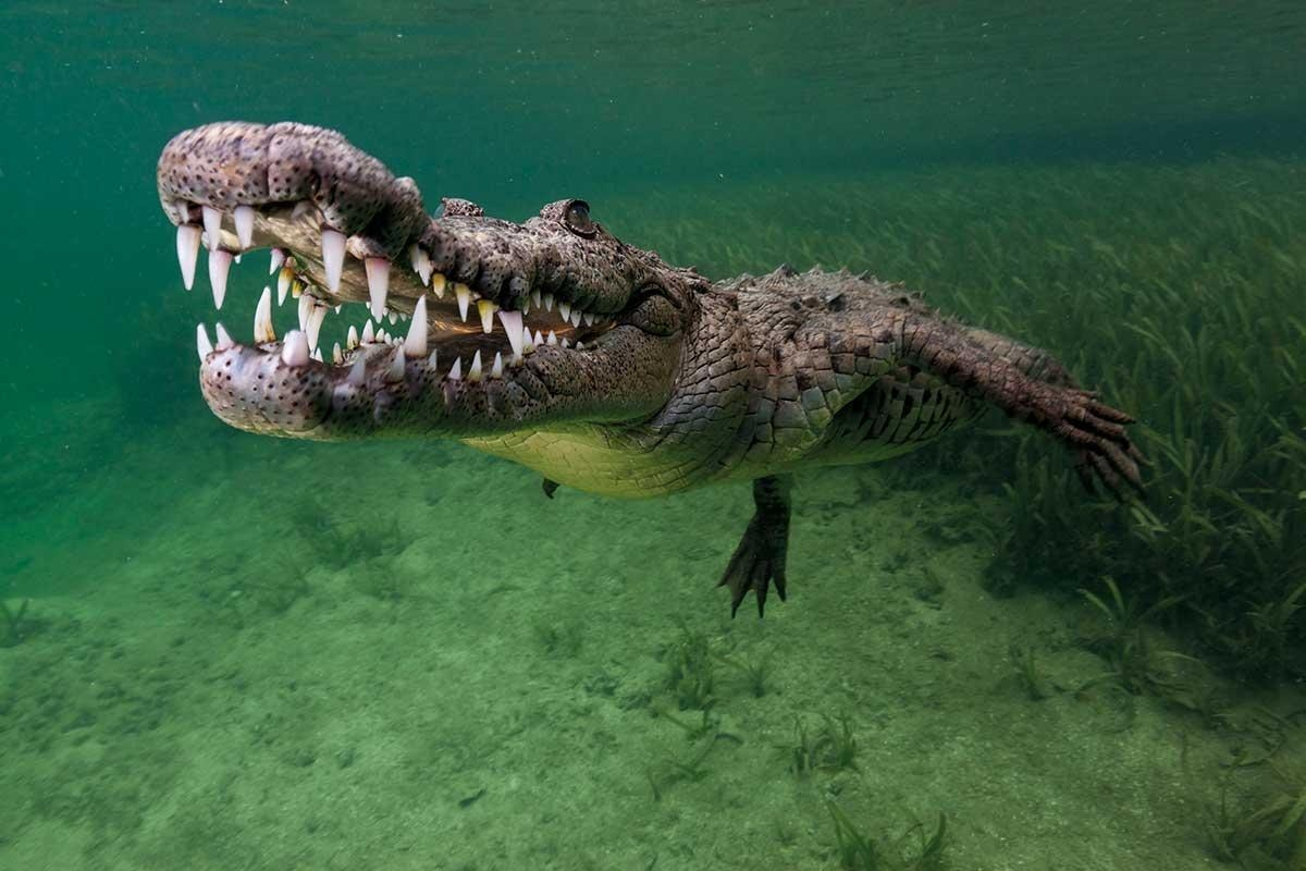 The circle of life - TOP 8 amazing and funny fights in the animal kingdom - YouT