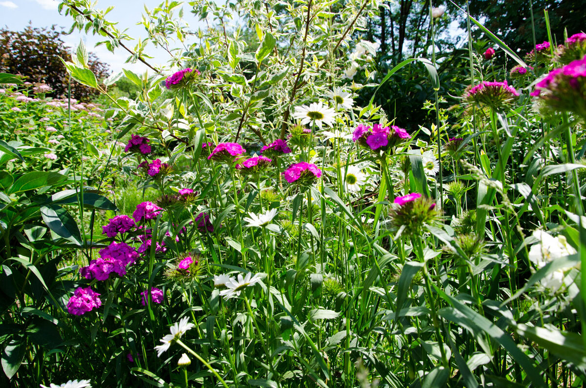 Заросший уголок