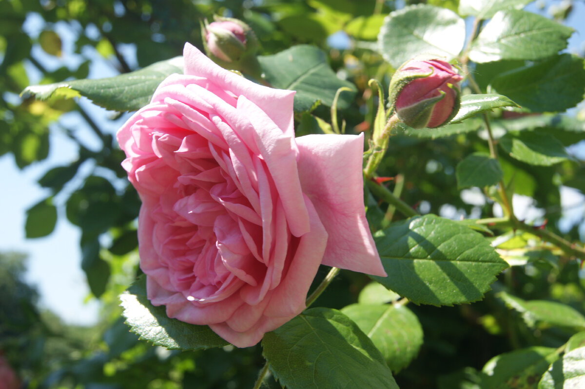 Розы Ботанического сада МГУ. Фото автора. Июль 2022 года.