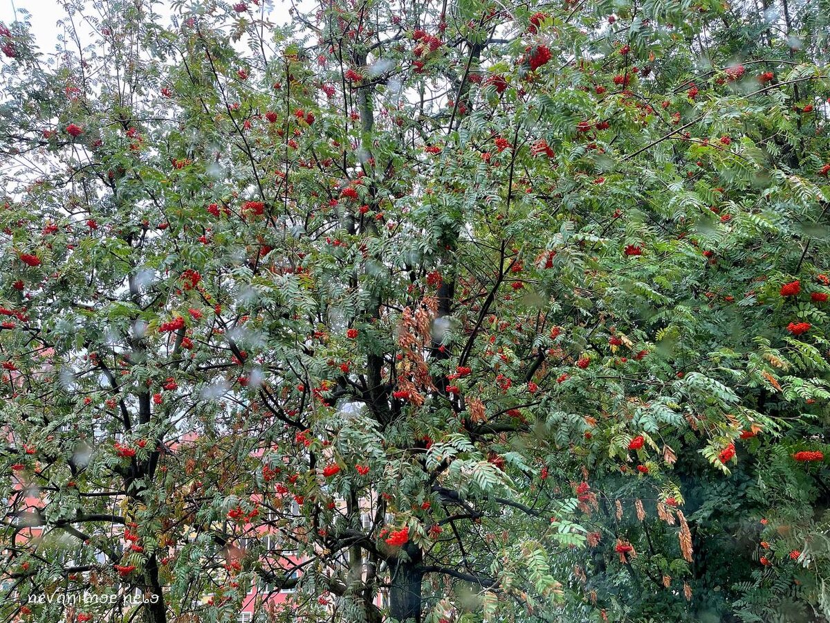 Быть или не быть. Крысой. | Неванильное Небо | Дзен