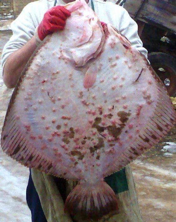 Камбала в черном море