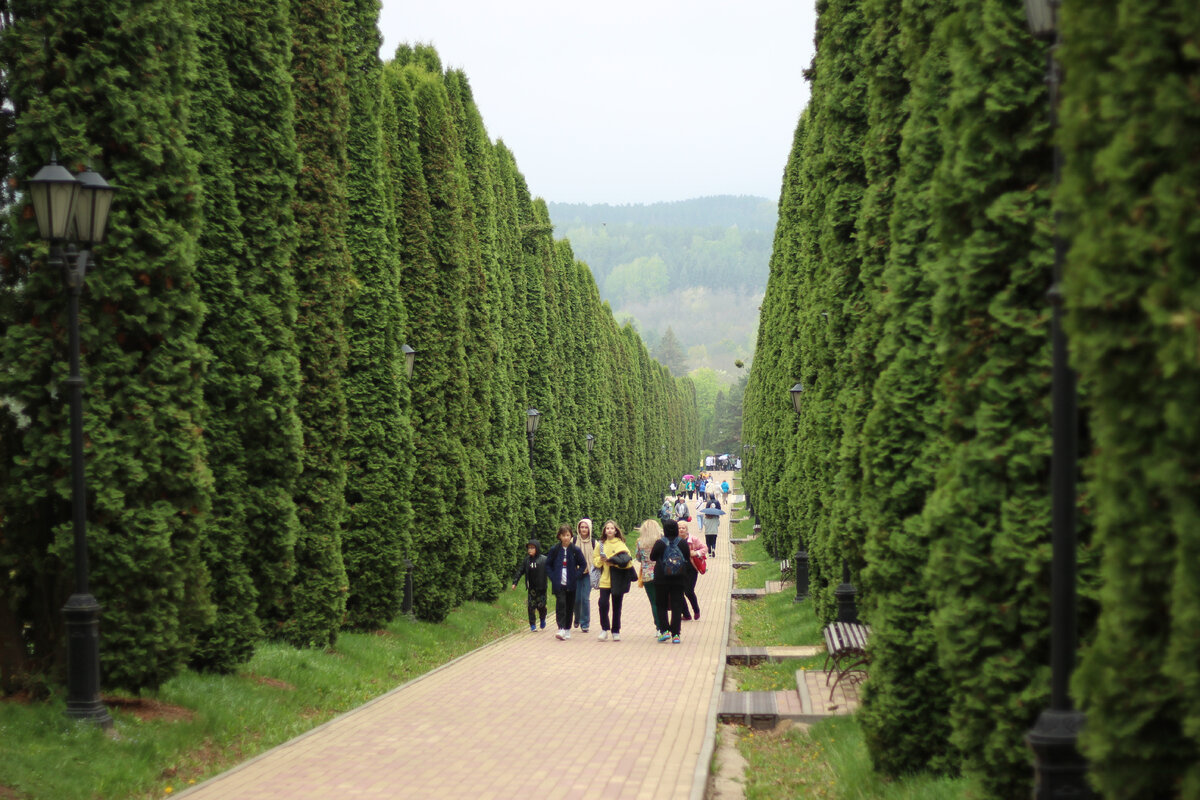 Аллея кипарисов