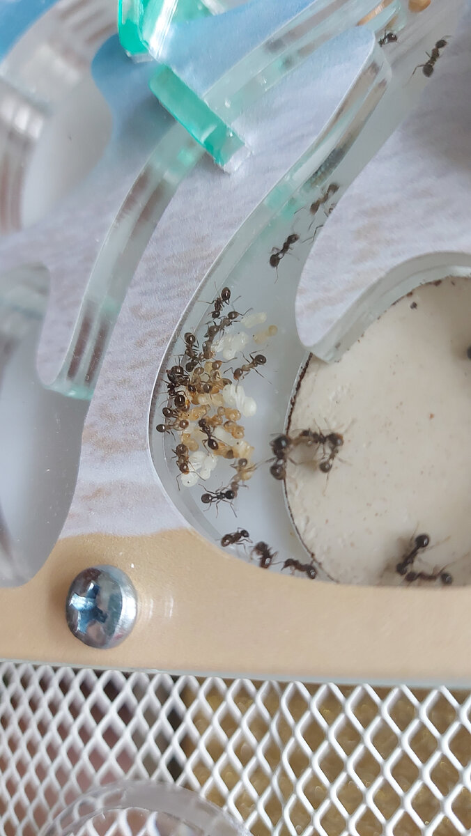 Муравьиная ферма дома