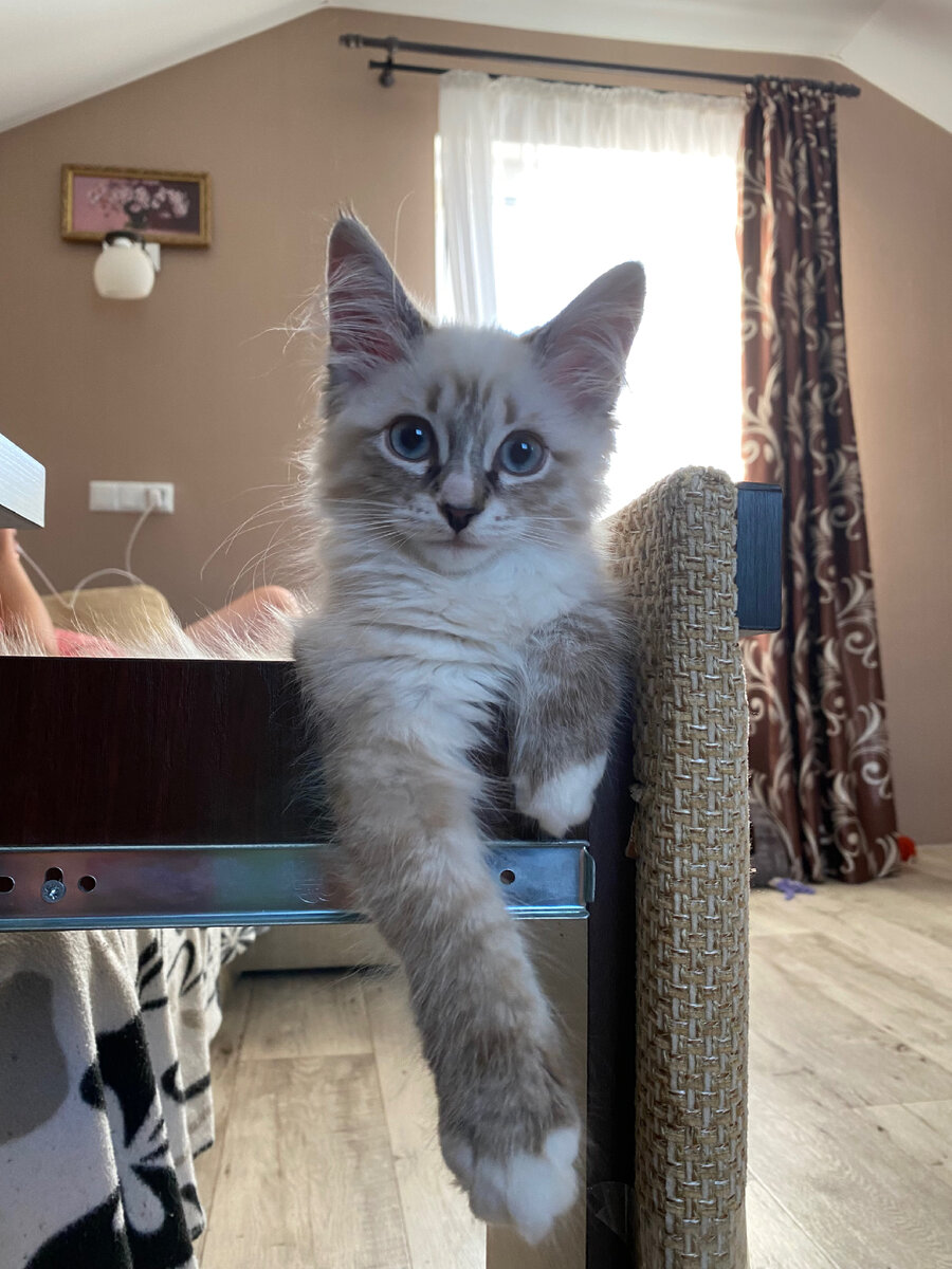 Выдвижной ящик дивана любимое место, сама лапкой открывает и устраивается.