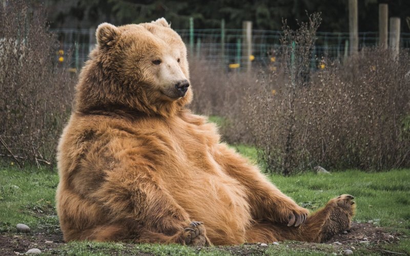 В Магадане медведь залез в булочную и съел 80 пирожков