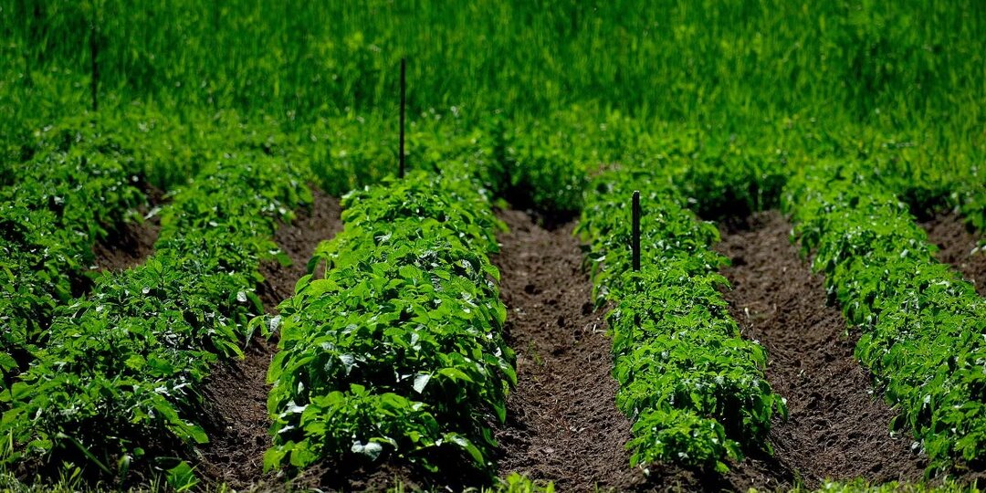 Готовимся к «картошке»: зачем обрезать ботву, мыть или не мыть и когда зеленить
