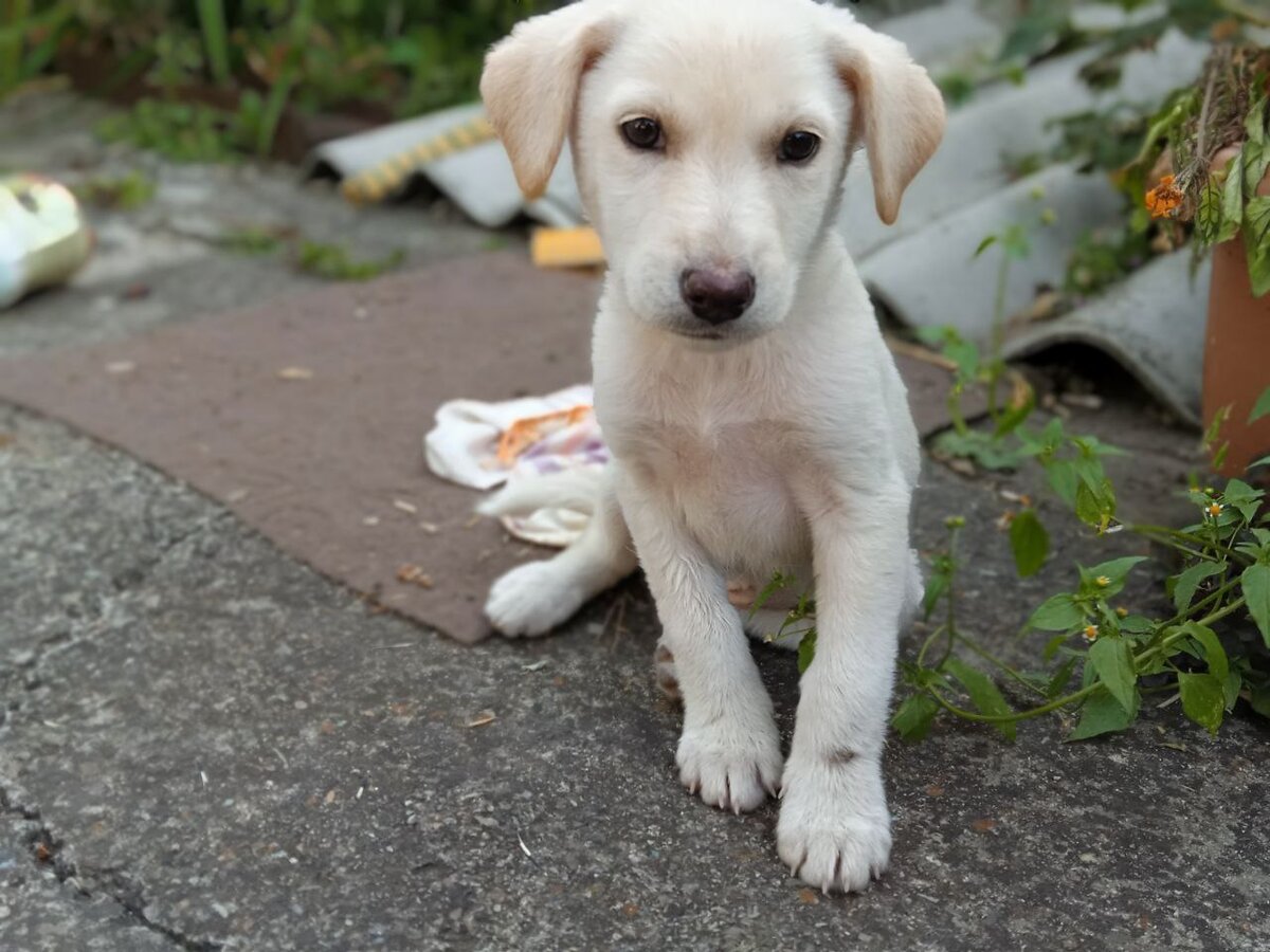Привет. Я всех обманула. Я девочка. Я ничего не хочу решать, мне нужна новая кличка. 