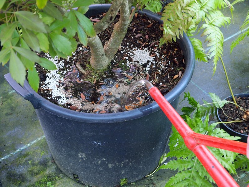 Что такое корневые и внекорневые подкормки? | Garden-Zoo.ru | Дзен