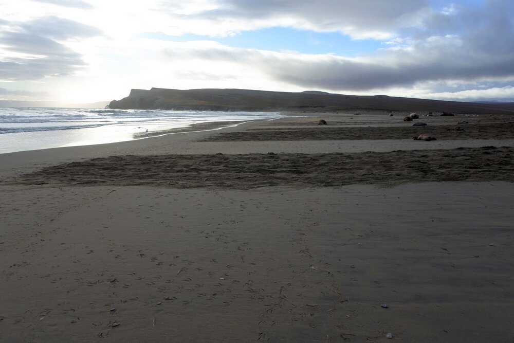 моржи покинули лежбище