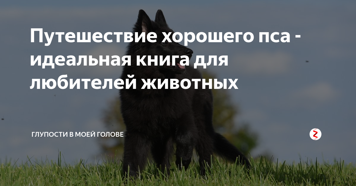 Путешествие хорошего пса - идеальная книга для любителей животных ...