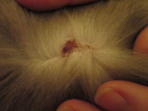 Однако ситуация может быть и боле сложной. Если при визуальном осмотре никаких блох не обнаружено, то, возможно, следует поискать источник проблемы несколько глубже. Речь идет о подкожных клещах. Это весьма неприятное явление. Все дело в том, что реакцией организма кошки на их жизнедеятельность становятся различные кожные заболевания. В любом случае здесь не обойтись без консультации ветеринара. К лечению можно приступать после изучения результатов соскоба. Как правило, четвероногим пациентам в таких случаях назначают препарат Ивермек – перорально (для животного разработают специальную схему приема) или же в виде уколов. Следует отметить один момент. Есть и другие возможные варианты лечения, например, капли Фронтлайн или Стронгхолд.