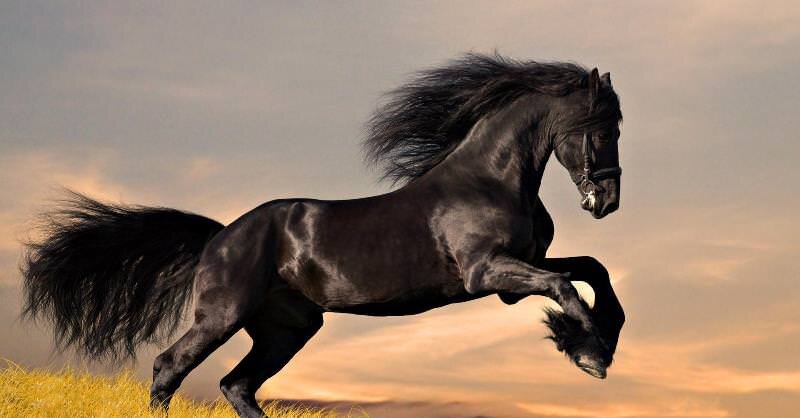 Лошади происходят от животных имевших пальцы, но в конечном итоге за миллионы лет эволюции лошади потеряли дополнительные пальцы. Но почему они потеряли их?  Предки.