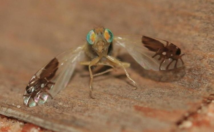 Прозрачная муха в крыльях которой живут еще 2