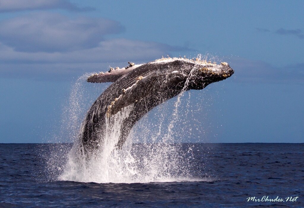 Почему киты выпрыгивают из воды? - YouTube | Humpback whale, Whale, Enjoyment