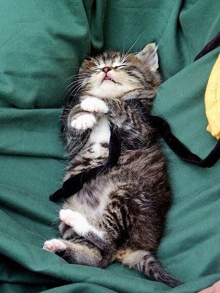 Почему котёнок спит весь день:) | xexekot это кот | Дзен