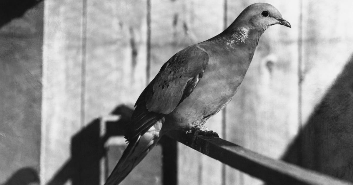Это последнее фото странствующего голубя в зоопарке. Эта особь умерла в 1914 году в полном одиночестве.