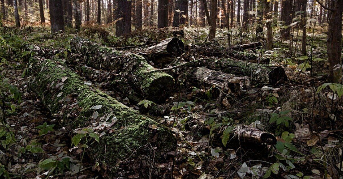Вот он родимый! Правда такую гнилушку домой не утащить, да и гореть она не будет совсем