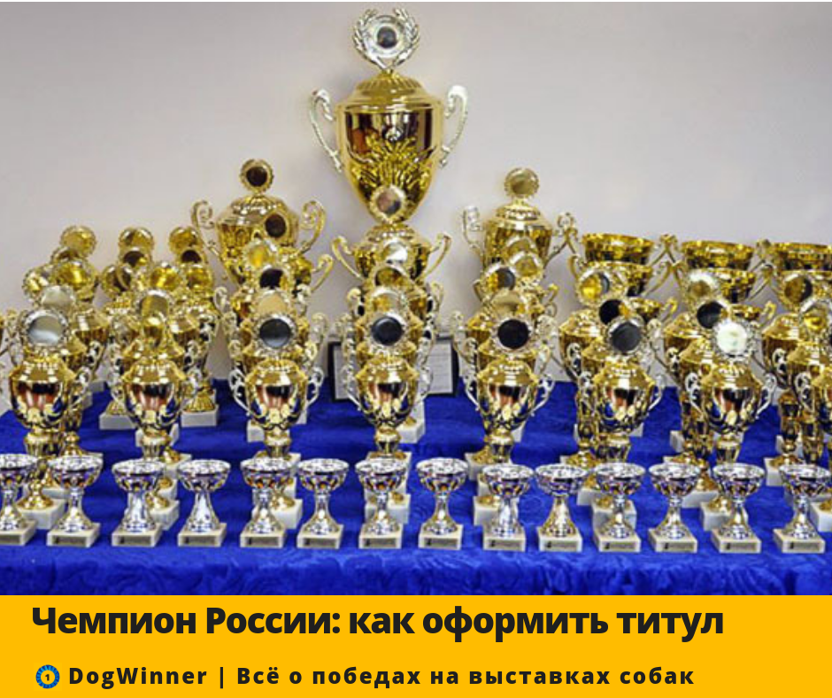 Выставки собак в 2025 г. Выставка собак кубки. награды для собак на выставках. много кубков. собака с кубком.