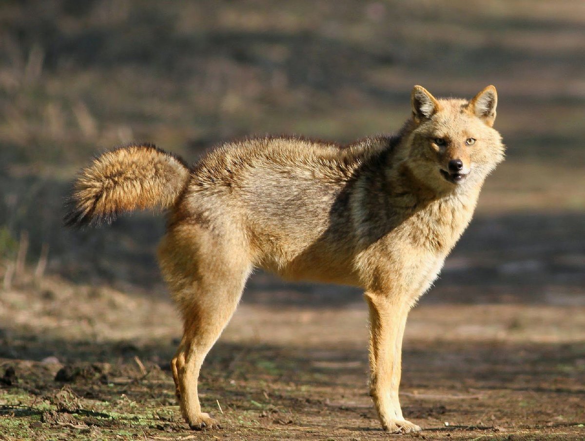 Мама (Среднеазиатский шакал)