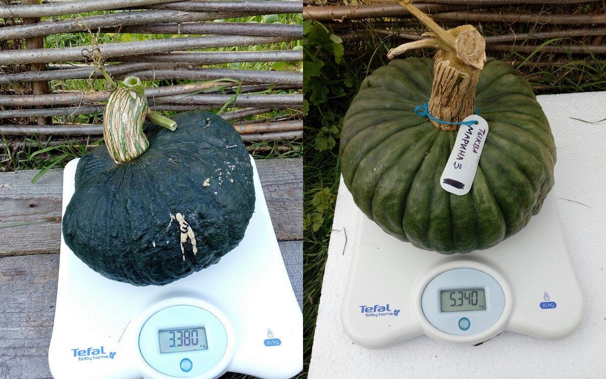 С 2-х кустов выросли 2 тыквы с разным цветом шкурки, + недоросли, но они не в счёт.