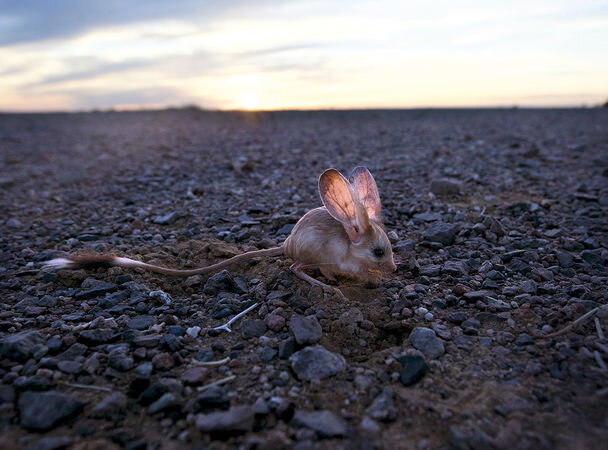 Длинноухий тушканчик внесен в Красную книгу Монголии и Международного союза охраны природы. А некоторые источники и вовсе включают его в десятку самых редких животных нашей планеты. Фото: Валерий Малеев