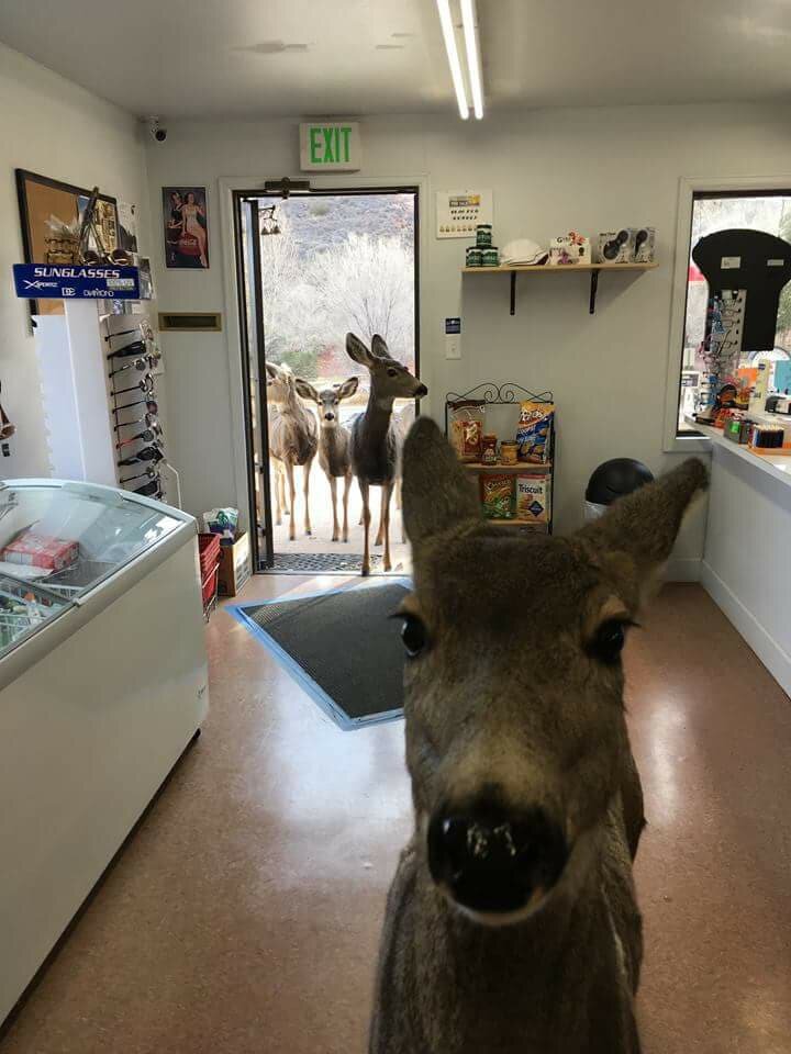 Фото: Horsetooth Store and Gas 