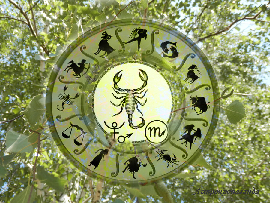 Коллаж Нины Стрелковой.