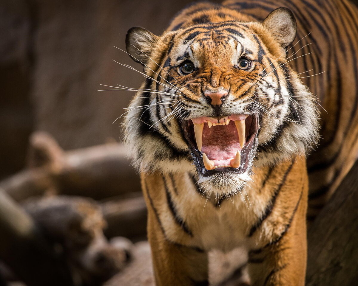 Тигр выражает эмоцию