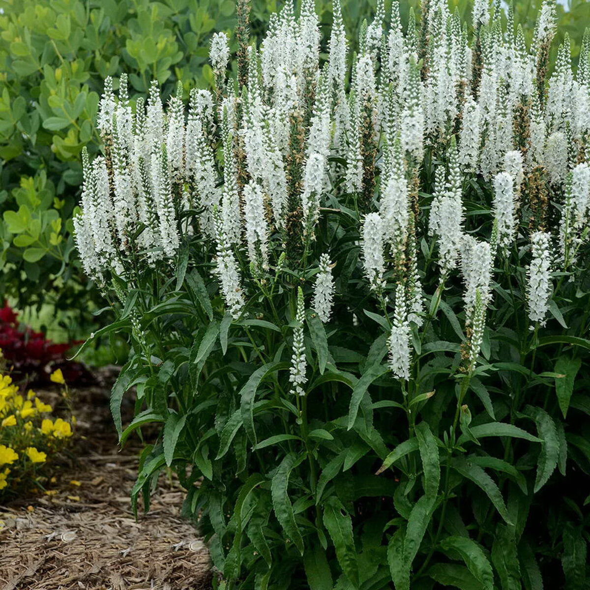 Veronica longifolia Speedwell растение