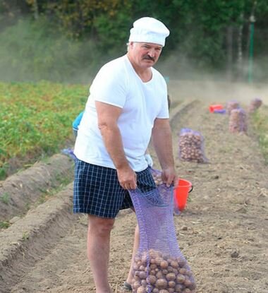 А.Г. Лукашенко на уборке урожая. фото из открытых источников