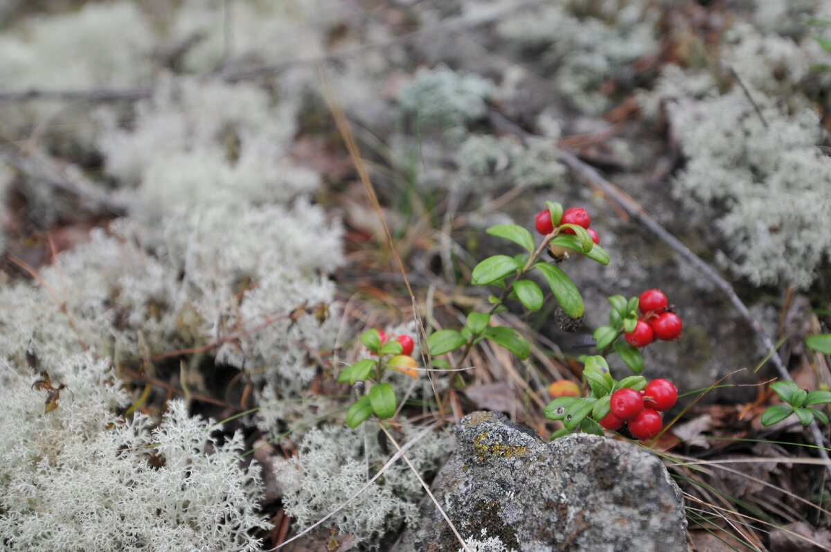 Фото из личных архивов. Ковдозеро.