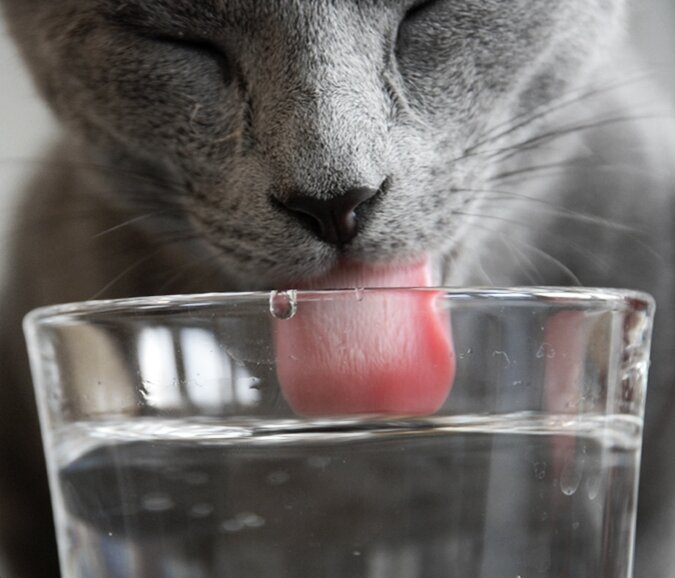 Как научить кошку пить больше воды? Опыт зоопсихолога. | Дневник кошатницы  | Дзен