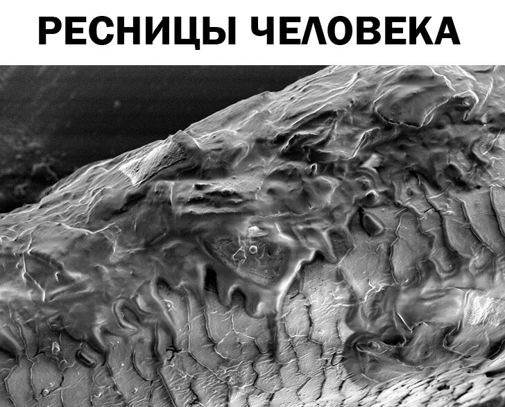 Ресницы под микроскопом. Резина под микроскопом. Реснички под микроскопом. Мрамор под микроскопом. Пепел под микроскопом