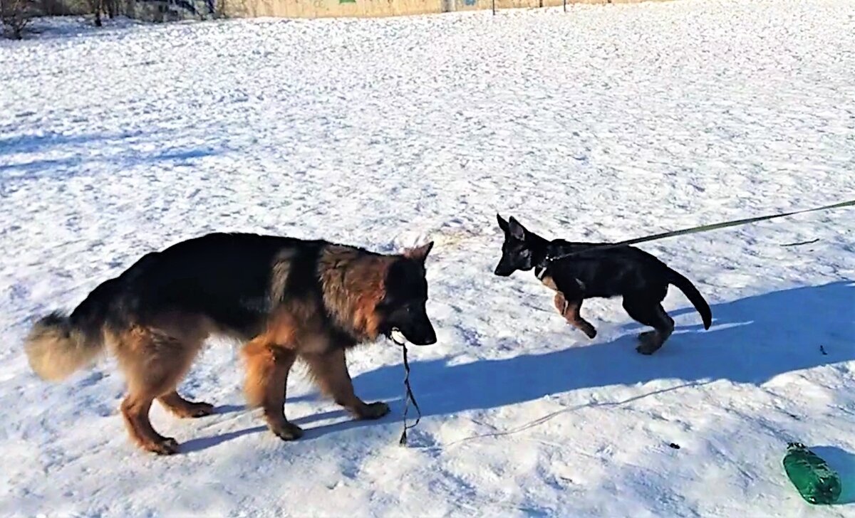 Зевс и Кейси, три месяца