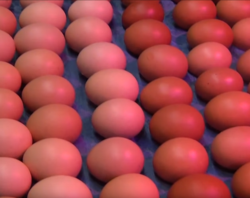 Купить яйца иваново. Инкубационное яйцо Доминант. Инкубационное яйцо купить. Hub1007011 маркировка инкубационного яйца. Яйца инкубационные купить в Рязани.