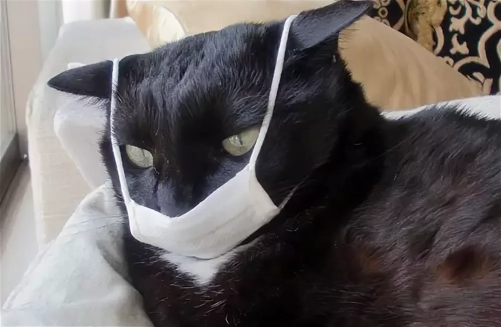 Маска кота. Кот в повязке. Коты в масках. Кот в медицинской маске. Выступление кота в маске