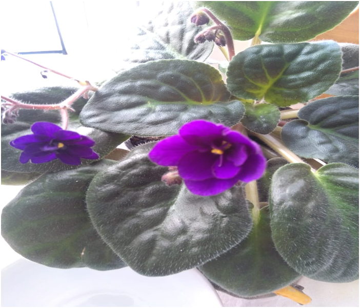 махровые красотки