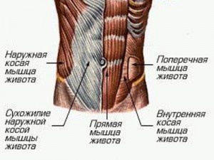 Абдоминальный регион состоит из четырех мышечных групп. Поперечная мышца живота залегает внутри, поддерживая наши внутренние органы. Внутренние косые мышцы проходят по диагонали от таза к грудине, а внешние косые лежат над ними, помогая нам сгибать и поворачивать корпус.