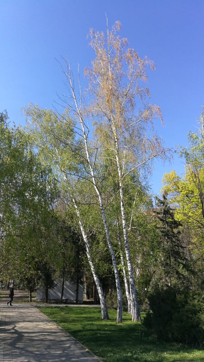 И в Краснодаре есть березки, радуют глаз.