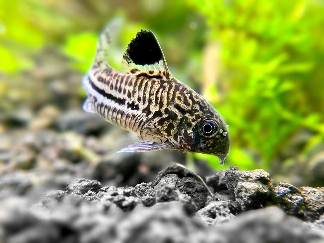 Фото яндекс картинки